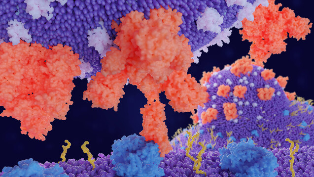 Wie klug ist es, bei der Entwicklung von Corona-Impfstoffen hauptsächlich auf das Spike-Protein als antigene Struktur zu setzen? (Foto: imago images / Science Photo Library)