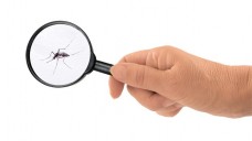 Tigermücken können das Chikungunya-Virus übertragen. (Bild: Mushy/Fotolia)