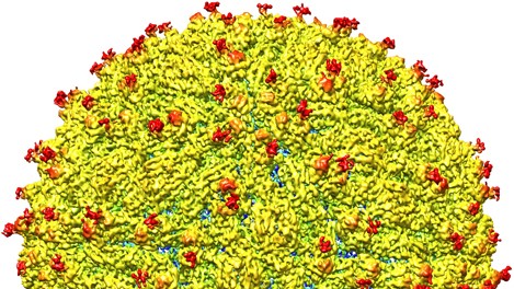 Ein spezifisches, zuckerhaltiges Protein (Glykoprotein) auf der Oberfläche von Zika-Viren, das eine leichte Strukturänderung aufwies, steht im Blickpunkt der Forscher. (Abbildung: Purdue University image/courtesy of Kuhn and Rossmann research groups)