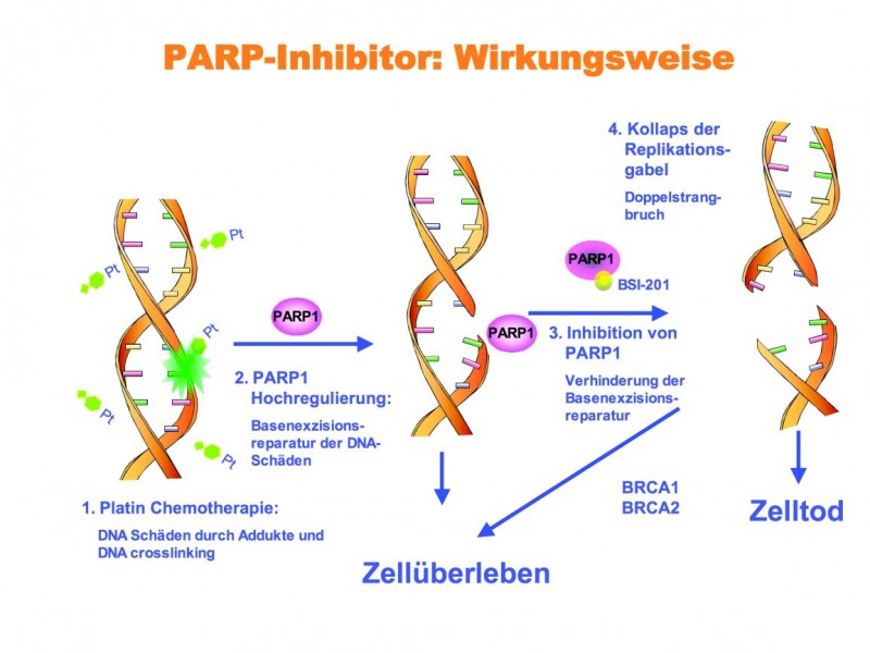 Парп 1. Ингибиторы PARP препараты. Схема BRCA PARP. Схема BRCA механизм. PARP механизм.