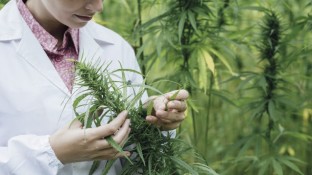 Bundestag erlaubt Cannabis auf Kassenrezept