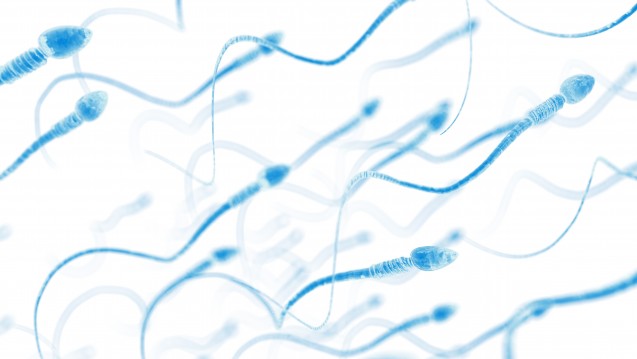  „Insgesamt ist bei der Sperma-Allergie noch viel Forschungsarbeit nötig“ (Grafik: Sebastian Kaulitzki / Fotolia)