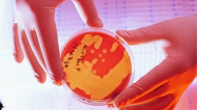 Das Gros der Keime, die in Krankenhäusern für Infektionen sorgen, sind normalerweise harmlose Bakterien. Geraten sie in Blutbahn, Blase oder Lunge, können sie gefährlich werden. (Foto: DAZ)