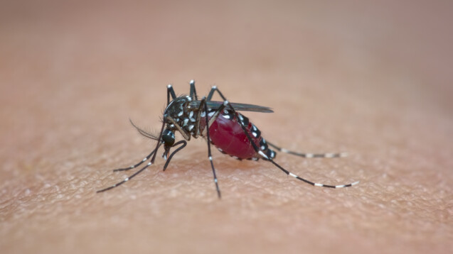 Die Asiatische Tigermücke ist ein möglicher Vektor des Dengue-Fiebers. (Foto: abdul / AdobeStock)&nbsp;