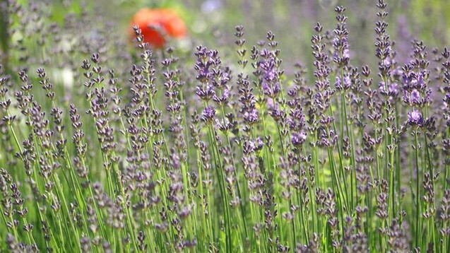 Der Echte Lavendel (Lavandula angustifolia) ist die Arzneipflanze des Jahres 2020.&nbsp;(c / Foto: Niedenthal / Forschergruppe Klostermedizin)