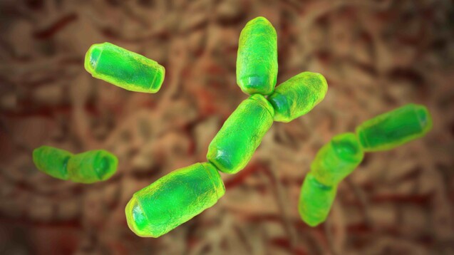 Methanobrevibacter smithii, wandeln den von Darmbakterien gebildeten Wasserstoff in Methan um. Foto: IMAGO / Science Photo Library)