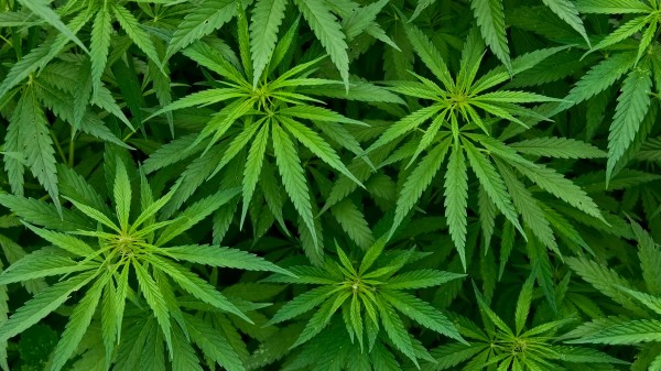 Bundesgericht erlaubt Cannabis-Anbau für Schmerzpatienten