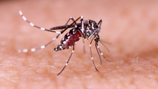 Verschiedene Mückenarten übertragen den Erreger der
gesuchten Viruskrankheit – besonders modebewusst erscheinen sie aber nicht? (Foto: tacio philip / stock.adobe.com)