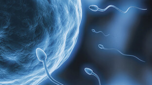 Spermien in Gefahr