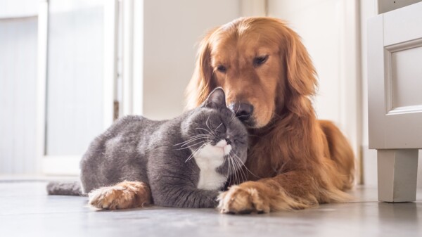 Wie erkennt man Schilddrüsenerkrankungen bei Hunden und Katzen?