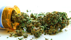 Die Firma Therismos wird in Kooperation mit Gehe und AHD medizinisches Cannabis in Deutschland anbieten. (Foto: Atomazul / AdobeStock)
