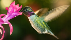 Die Vögel und Insekten, die Vanilleblüten bestäuben können, leben ausschließlich in Mittelamerika. (x / Foto: FreebillyPhotography / AdobeStock)