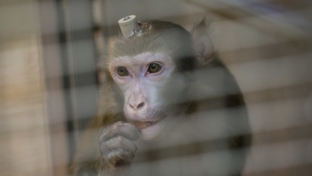 Ein Rhesus-Affe mit einem Hirnimplantat in der Tierhaltung im Max-Planck-Institut für biologische Kybernetik in Tübingen, das nach öffentlichem Druck zukünftig auf Primatenversuche verzichten will. (Foto: dpa)