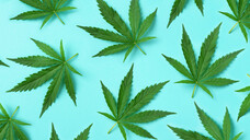 Rabattverträge für Cannabisblüten sind „pharmazeutischer Unsinn“, meinen die pharmazeutischen Biologen Dr. Ilse Zündorf und Professor Robert Fürst aus Frankfurt am Main. (x / Foto: jchizhe / AdobeStock)