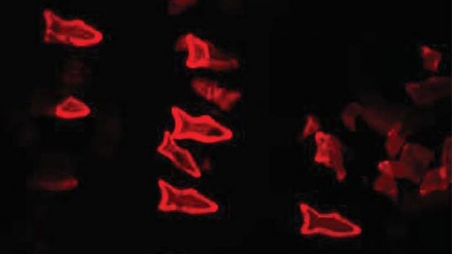Ein Fluoreszenzbild der Mikrofische. (Bild: W. Zhu, J. Li/UC San Diego Jacobs School of Engineering)
