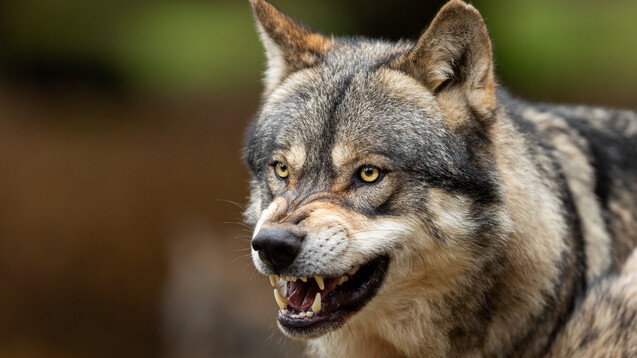 Die Bezeichnung „Lupus“&nbsp;(lat.: Wolf) rührt ursprünglich daher, dass die unbehandelten entzündlichen Hautveränderungen wie Wolfsbisse aussahen. (s / Foto: AB Photography / AdobeStock)