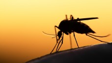Welche Mückenabwehrsprays helfen am besten gegen die lästigen Moskitos? (Foto: mycteria / stock.adobe.com)
