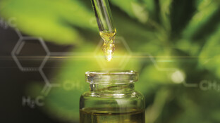 Cannabis – die Pharmakologie