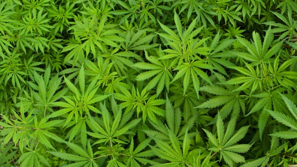 Erster legaler Cannabis-Anbau für medizinische Zwecke in Australien