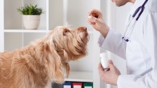 Arzneimittel für Hunde gehen in Ordnung - aber für den Eigenbedarf können Tierärzte nur begrenzt Rx-Arzneimittel in Apotheken beziehen. (Foto: Photographee.eu / Fotolia)