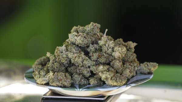 Fachverbände fordern Reform des „Cannabis-als-Medizin Gesetz“