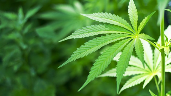 Strafrechtler für Cannabis-Experimentierklausel