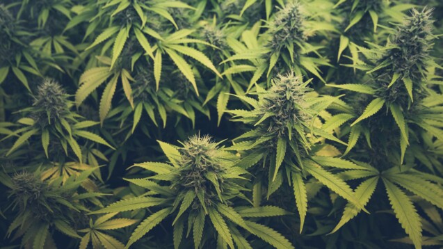 Die Wirkung der Cannabispflanze geht hauptsächlich auf die Inhaltsstoffe Tetrahydro­cannabinol (THC) und Cannabidiol (CBD) zurück. (Foto:&nbsp;hanohiki/AdobeStock)