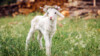 Dank Wollfett ist dieses Lamm gut gegen Feuchtigkeit und Nässe geschützt. (Foto: belyaaa / stock.adobe.com)