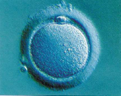 Nur single-frauen lassen ihre eizellen einfrieren