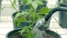 Die Grünen sind schon lange für die
Legalisierung von Cannabis. Den Spruch „Gebt das Hanf frei“ von Hans-Christian Ströbele
machte der Musiker Stefan Raab mit einem Lied bekannt. (Foto: Jdubsvideo / Fotolia)