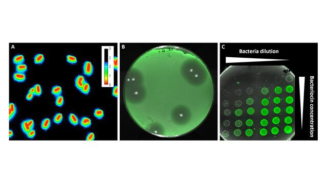Fluoreszierende Sensorbakterien, helfen den Forschenden dabei, antimikrobielle Peptide wie Bacteriocine zu detektieren. Die Fluoreszenzmikroskopischen Aufnahmen zeigen einzelne Bakterien (A) bzw. Kulturen auf Agarplatten (B und C). (b/Abbildungen: Christian Riedel/ Universität Ulm)