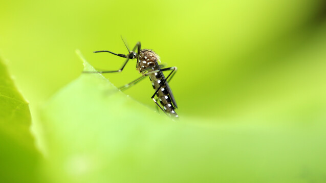 In Deutschland haben Mücken erneut das West-Nil-Virus verbreitet. (Foto:&nbsp;Eileen Kumpf / stock.adbobe.com)