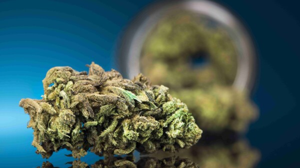 Welche Gefahr steckt in schimmligen Cannabisblüten?