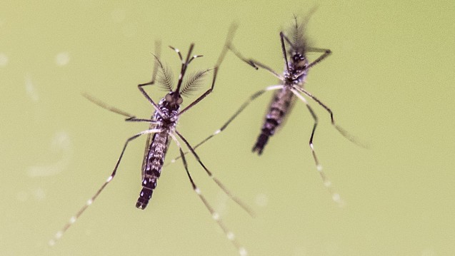 Mückenstich mit Folgen. Zika-Infektionen nehmen auch in Deutschland zu. (Foto: dpa)
