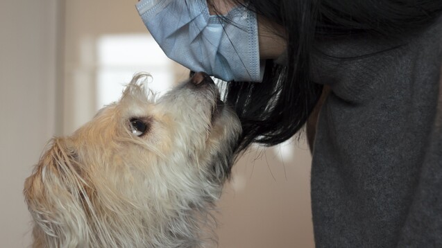 Dass Hunde Krankheiten über den Geruch detektieren, ist prinzipiell nichts Neues. In einer Studie wurde nun überprüft, ob das auch für SARS-CoV-2 gilt. (Foto: raquel / AdobeStock)