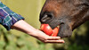Tabletten für Pferde werden häufig in Lebensmitteln wie Brot, Möhren oder Äpfeln versteckt.&nbsp;(Foto: lichtreflexe / AdobeStock)