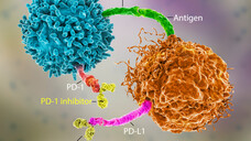 Der humanisierte monoklonale IgG4-Antikörper bindet hochselektiv an PD-1-Rezeptoren und verhindert deren Interaktion mit den Liganden PD-L1 und PD-L2. Als Folge wird die Hemmung der T-Zell-Funktion aufgehoben und die gegen den Tumor gerichtete Immunantwort wiederhergestellt. (b/Foto: Kateryna_Kon / AdobeStock)
