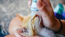 Bei Arzneimitteln für Tiere gibt es einige Besonderheiten. (Foto: Karl Große / stock.adobe.com)