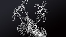 Die Pelargonie, Pelargonium sidoides DC.