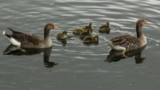 Enten und andere Wasservögel übertragen Zerkarien. (Foto: Liliane / Fotolia)
