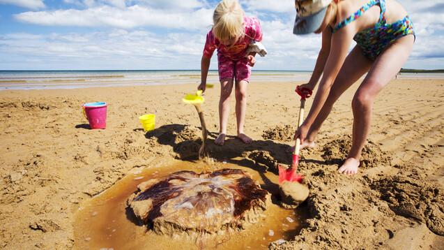 Auch leblos am Strand liegende Quallen sollte man nicht berühren. Ihre Nesselkapseln können noch aktiv sein. (x / Foto: imago images / Cavan Images)
