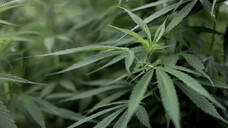 Cannabis sativa: Im 19. Jahrhundert wurde die Pflanze bereits in Europa unter anderem zur Behandlung von Schmerzen, Schlafstörungen und Depressionen angewendet.&nbsp;(Foto: Tinnakorn / stock.adobe.com)