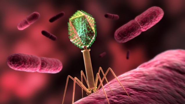 Viren, die Bakterien befallen, bilden sogenannte Phagenlysine. (Foto: psdesign1 – Fotolia.com)
