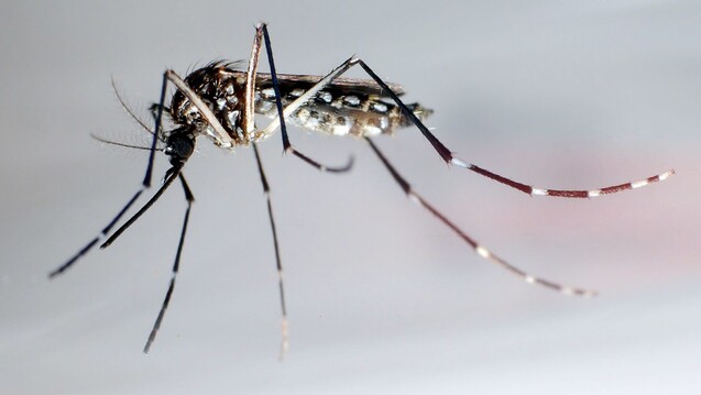 Erstmals haben sich in Spanien Menschen mit dem Chikungunya-Virus infiziert, der von der Ägyptischen Tigermücke übertragen wird. (Foto: dpa pictures)