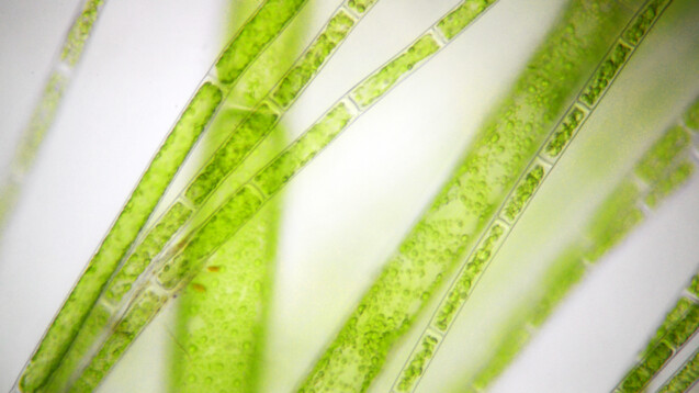 Da Chloroplasten evolutionär von Bakterien abstammen, hat das Pflanzengift Albicidin auch eine Wirkung auf bakterielle DNA-Gyrasen. Mit zahlreichen zyklischen Molekülteilen hat es strukturelle Ähnlichkeiten zu den Chinolonen. (Bild: barbol / AdobeStock)