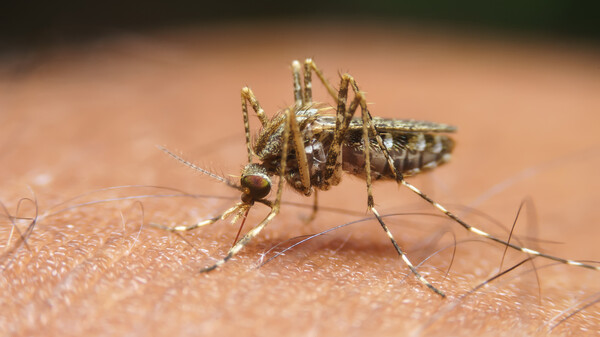 Was schützt am besten vor Malaria?