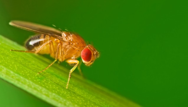 18. Dezember: Es handelt sich um die Toll-like-Rezeptoren.
Sie sind nach dem Toll-Rezeptor bei Drosophila
melanogaster benannt, der so heißt, weil die Entwicklungsbiologin Christiane
Nüsslein-Volhard eben genau das gerufen hat, als sie die Fliegen-Mutanten unter
dem Mikroskop entdeckte: „toll!“ (Foto: Studiotouch - stock.adobe.com) 