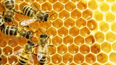 Neonicotinoide schädigen Bienen. Das hat ein aktueller Bericht der Europäischen Behörde für Lebensmittelsicherheit bestätigt. (Foto: Dmytro Smaglov / stock.adobe.com)                                  