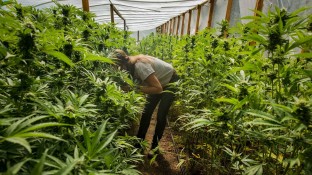 Ministerium: Cannabis-Ernte ab 2019 auch in Deutschland