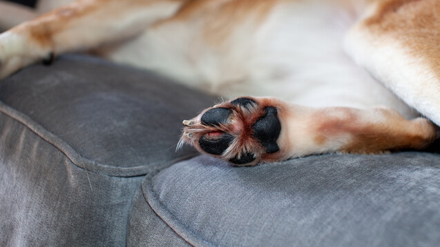 Streusalz kann im Winter insbesondere Hundepfötchen in Mitleidenschaft ziehen.&nbsp;(Foto: AshleyBelle / AdobeStock)&nbsp;